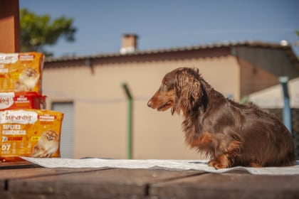Eurofral lleva su línea de tapetes higiénicos para mascotas a ferias de referencia del sector